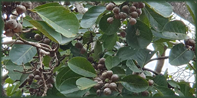 Bulu