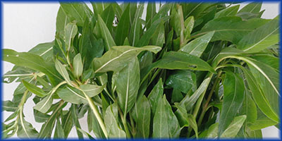 Neeramulliya