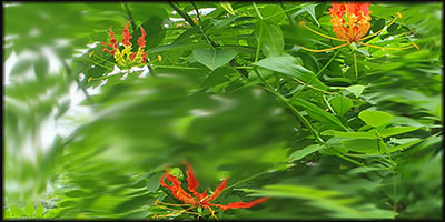 Niyagala
