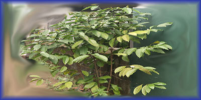 Coffee plant (කෝපි ගස)