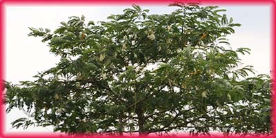 Kathurumuranga