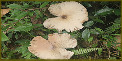 Mushroom
